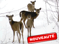 vacance dans les territoires am&eacute;ridiens
